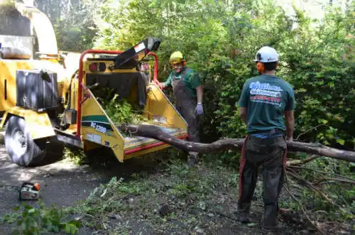 tree services La Mirada